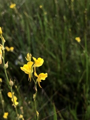 Utricularia cornuta