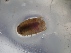 Lekanesphaera rugicauda