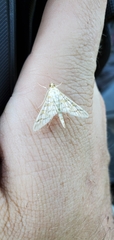Epipagis fenestralis