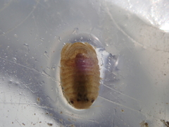 Lekanesphaera rugicauda