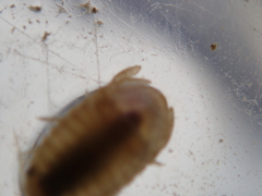 Lekanesphaera rugicauda