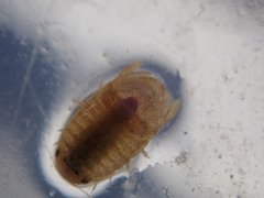 Lekanesphaera rugicauda