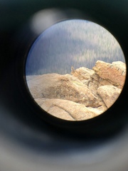 Oreoscoptes montanus