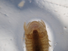 Lekanesphaera rugicauda