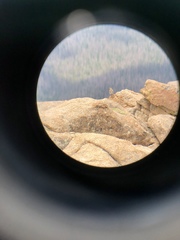 Oreoscoptes montanus