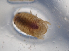 Lekanesphaera rugicauda