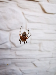 Araneus diadematus
