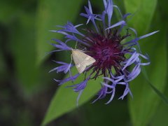 Udea alpinalis