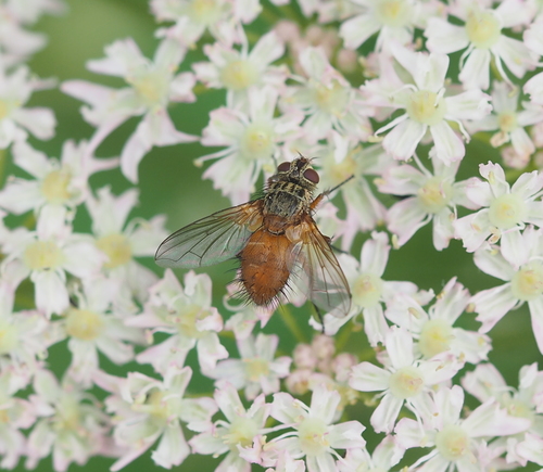 Hyalurgus lucidus