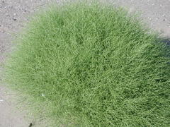 Cycloloma atriplicifolium