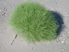 Cycloloma atriplicifolium