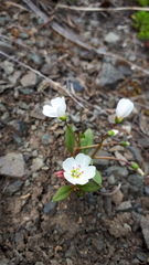 Claytonia multiscapa pacifica