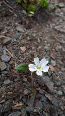 Claytonia multiscapa pacifica