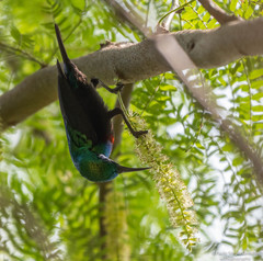 Cinnyris bifasciatus