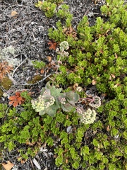 Hylotelephium maximum ruprechtii