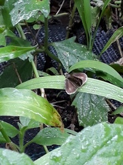 Callimormus saturnus