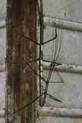 Phanocloidea muricata