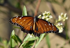 Danaus eresimus plexaure