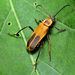 Goldenrod Soldier Beetle - Photo (c) Katja Schulz, some rights reserved (CC BY)