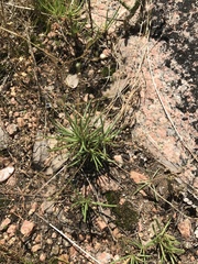 Phemeranthus parviflorus