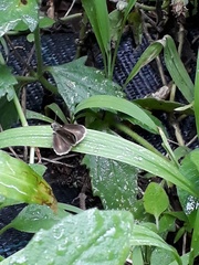 Callimormus saturnus