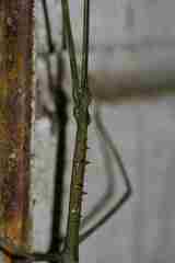 Phanocloidea muricata