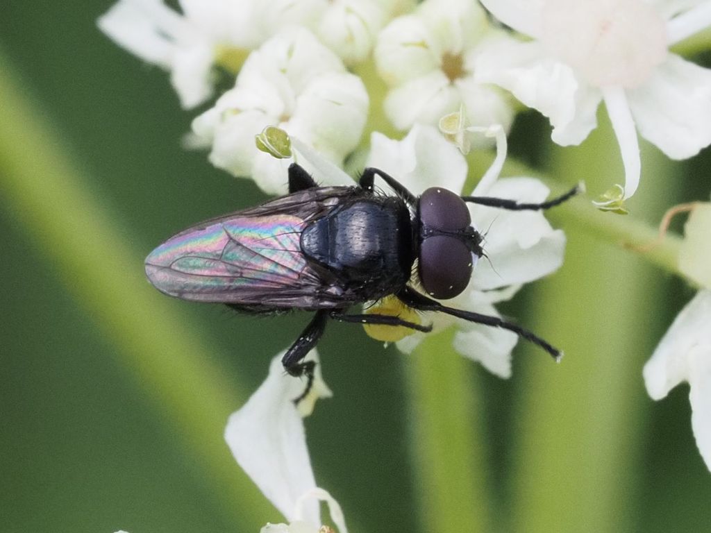Litophasia hyalipennis