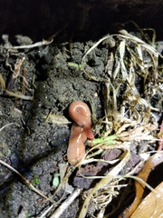 Arthurdendyus triangulatus