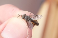 Hybomitra minuscula