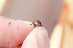 Hybomitra minuscula