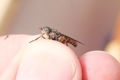 Hybomitra minuscula