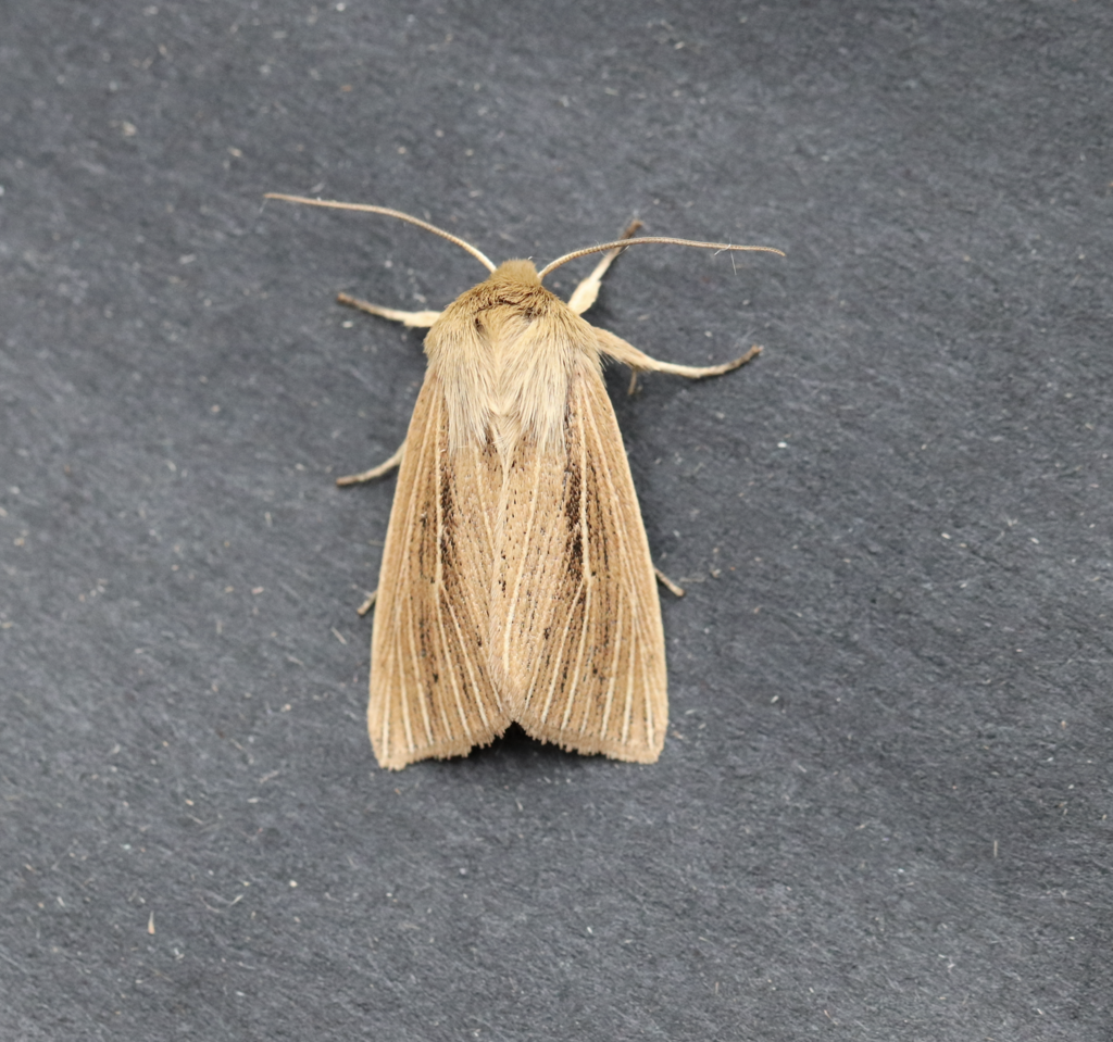 Mythimna yuconensis