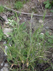 Panicum gattingeri