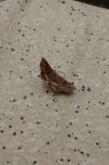 Throana pectinifer