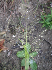 Panicum gattingeri