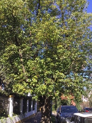 Cinnamomum glanduliferum