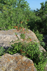 Bouvardia multiflora
