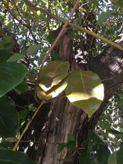 Cinnamomum glanduliferum