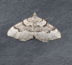 Xanthorhoe decoloraria