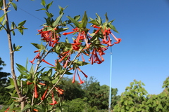 Bouvardia multiflora