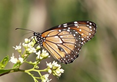 Danaus eresimus plexaure