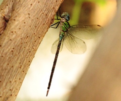 Triacanthagyna caribbea