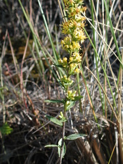 Solidago hispida huronensis