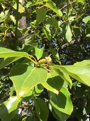 Cinnamomum glanduliferum