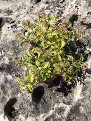 Perityle lindheimeri