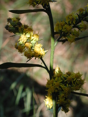 Solidago hispida huronensis