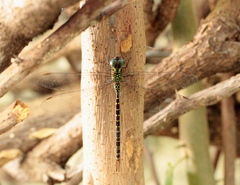 Triacanthagyna caribbea