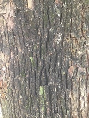 Cinnamomum glanduliferum