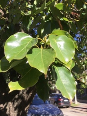 Cinnamomum glanduliferum