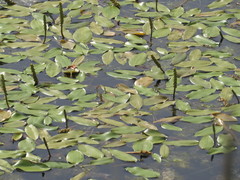 Potamogeton natans